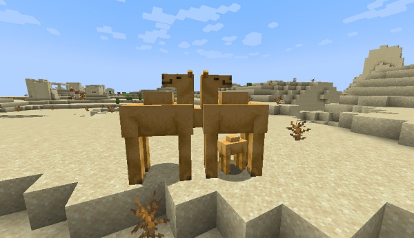 How to Breed Camels in Minecraft 1.20 (Easy Guide)